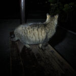 レス1番のサムネイル画像