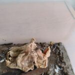 レス36番のサムネイル画像