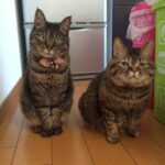 レス1番の画像1