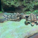 レス23番の画像2