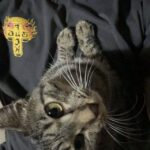 レス1番の画像2