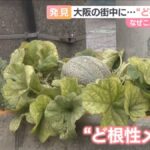 レス1番の画像2