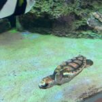 レス23番の画像1