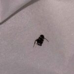 レス11番のリンク先のサムネイル画像