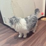 レス1番の画像1