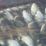 レス1番の画像5