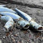 レス1番の画像4