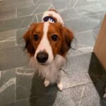 レス6番の画像1