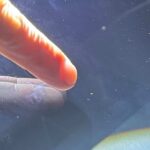 レス2番の画像1