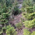 レス17番の画像1