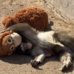 レス1番のリンク先のサムネイル画像