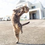 レス12番の画像1