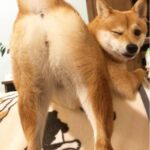 レス8番の画像1