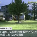 レス1番のリンク先のサムネイル画像