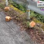 レス1番のリンク先のサムネイル画像