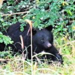 レス2番のリンク先のサムネイル画像